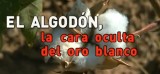 O algodón, a cara oculta do ouro branco